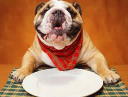 Quel aliment est le plus adapté pour le chien ?