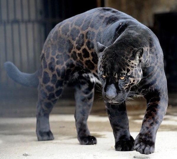 Toujours chez les félins, que donne un jaguar mâle et une lionne ?