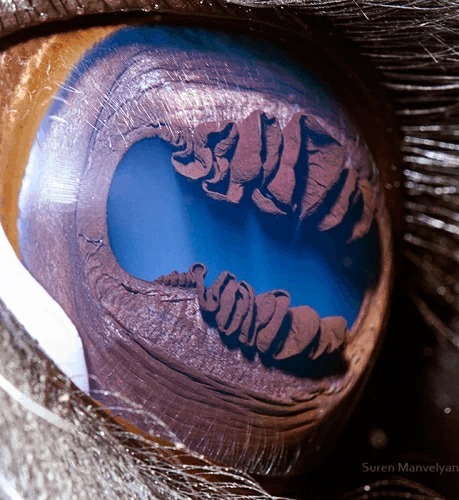 A quel animal appartien cette oeil ?
