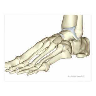 Quel os ne se trouve pas dans le pied ?