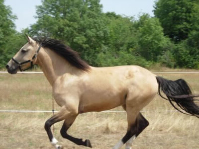 Quelle est la couleur de robe de ce cheval ?