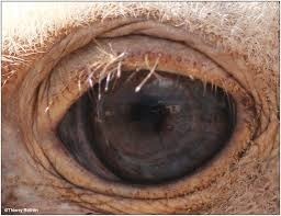 Quel est l'animal ayant l'œil plus gros que son cerveau ?
