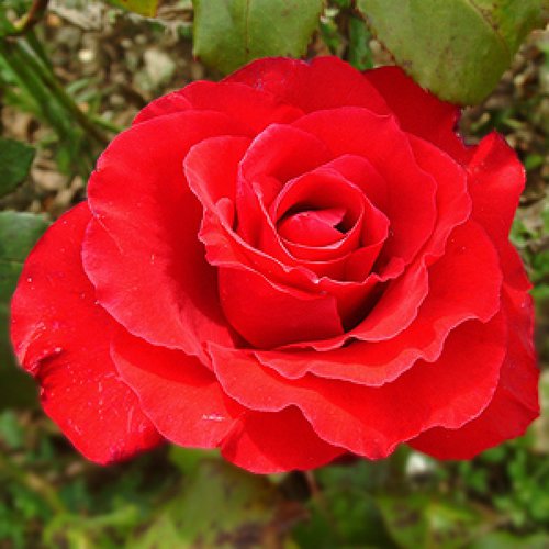 Voici une rose, de quel pays est-elle le symbole ?