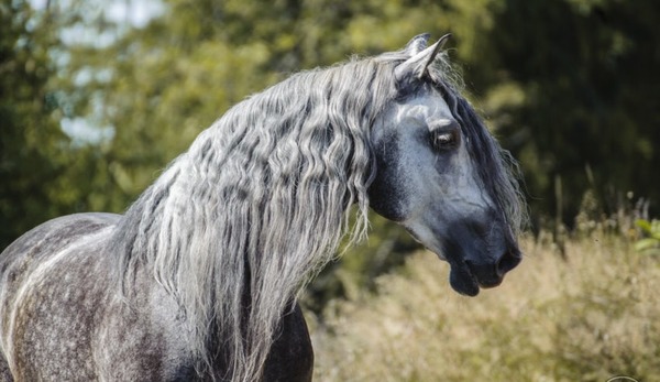 Jak nazywa się ten koń ?