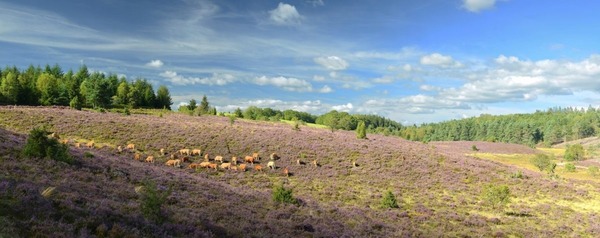 Où se situe en France le plateau de Millevaches ?