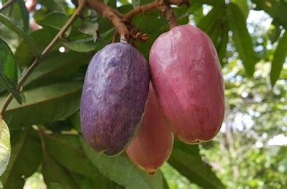 Quel est ce fruit ?