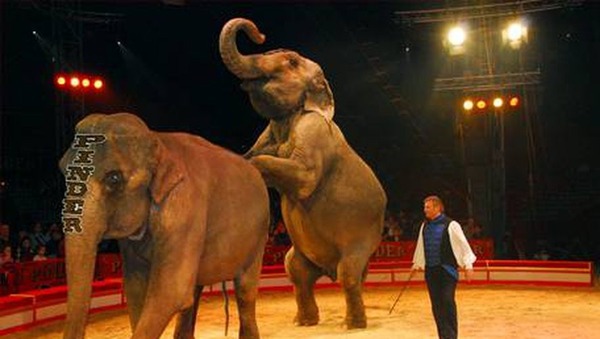 Dans certains pays, le recours aux animaux sauvages est interdit dans les cirques.