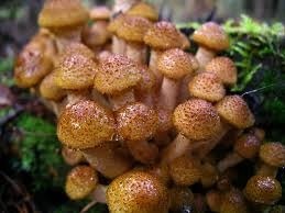 Quel est ce champignon, très fréquent sur les souches en décomposition ?
