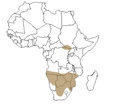 Les rhinocéros blancs vivent sur quel continent ?