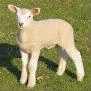 Quel est le nom du bébé mouton ?