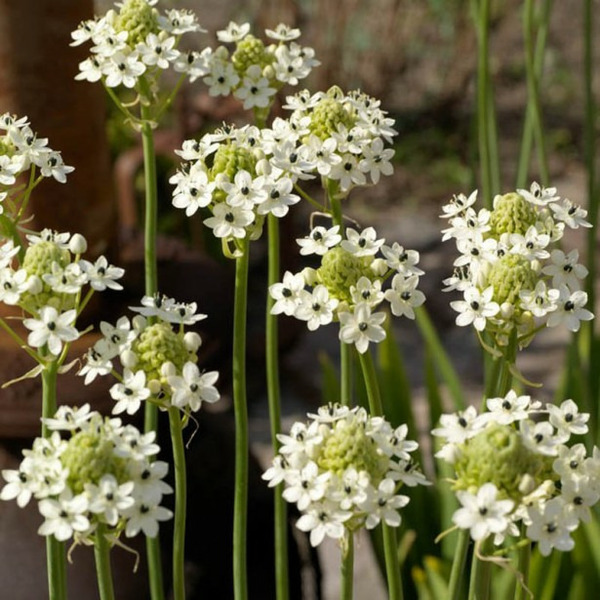Donnez le nom usuel, le nom botanique et la famille de cette fleur :