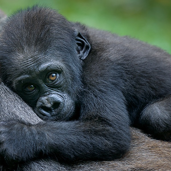 Après le bonobo, le chimpanzé est l'animal le plus proche de ou du...