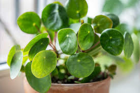 Donnez le nom usuel de cette plante.
