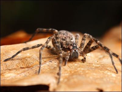 Les araignées-loups n'ont pas peur des hommes et peuvent courir sur vous si vous restez longtemps immobile à leur proximité :