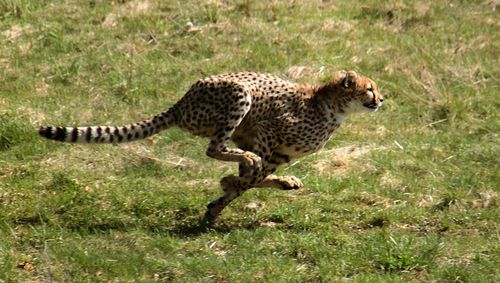 Environ combien de temps peu courir le guépard ?
