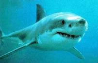 Combien mesure le requin blanc ?