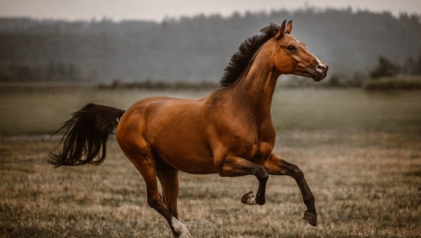 A quel dieu est associé la création du cheval ?