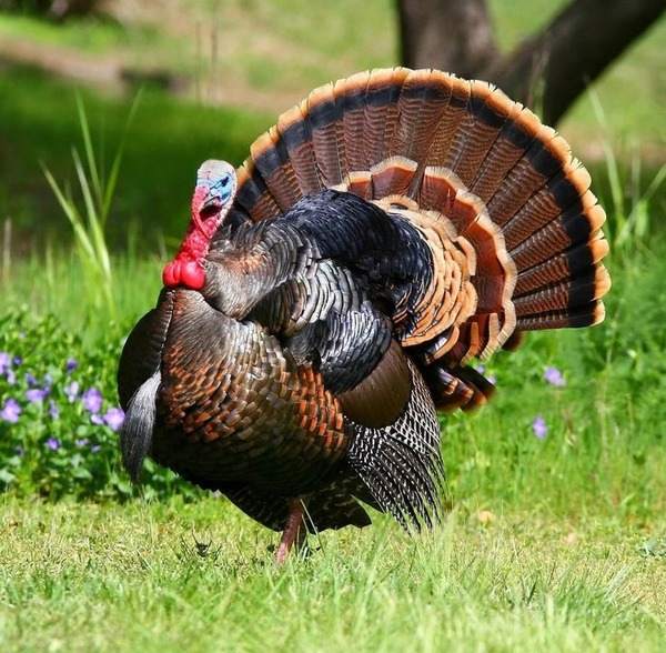 How many turkeys are eaten every year on Thanksgiving ?