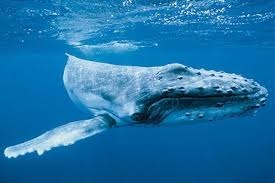 Quelle baleine est-ce ?