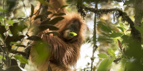 Pour lequel de ces grands singes une nouvelle espèce a été découverte en 2017 ?