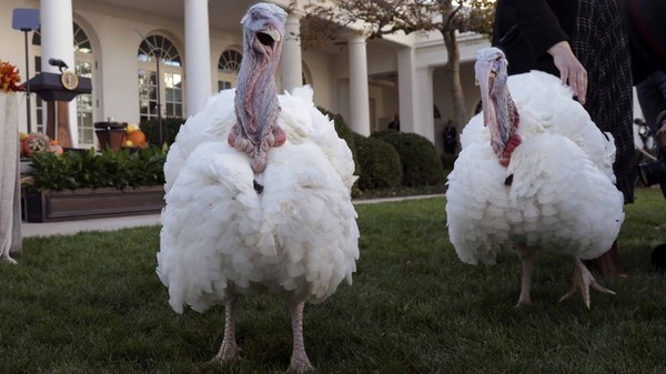 Why does it take two turkeys for the ceremony ?