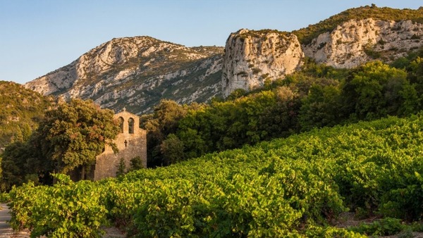 Quelle est la région viticole la plus étendue ?