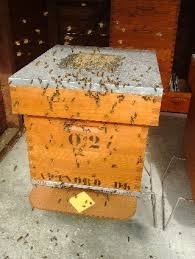Dans quoi habitent les abeilles ?