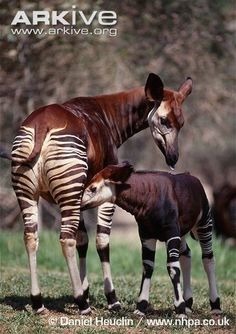 De quelle famille fait partie l'okapi ?