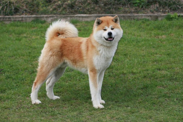 L’Akita Inu peut être un chien parfait en tout point pour la vie de famille.