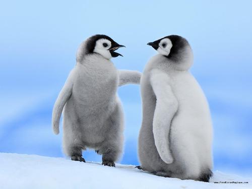 Le pingouin peut se rencontrer du Pôle Nord à :