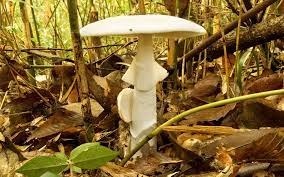 Quel est ce champignon très toxique de la famille des Amanitacées. Il est entièrement blanc. Il est aussi appelé amanite vireuse ?