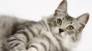 Naponta hányszor kell egy cicát megetetni ?