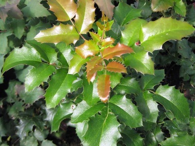 Donnez le nom usuel de cette plante :