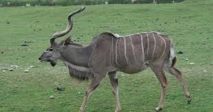 Cette grande antilope montagnarde au corps strié de raies blanches possède des longues cornes spiralées...