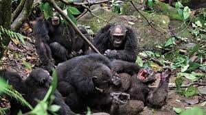 La Guerre de Gombe a opposé deux clans de primates : à quelle espèce appartenaient-ils ?