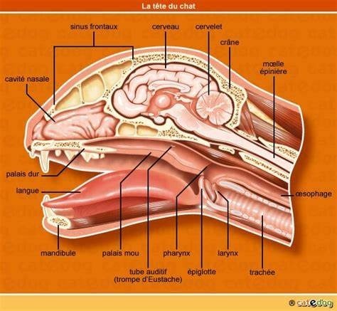 Ceci est le cerveau d'un...