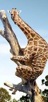 Cette découverte sensationnelle va faire le tour du monde, dans les grandes plaines du Kenya, un photographe vient de découvrir une nouvelle race de girafe arboricole !