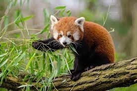 Le panda roux est herbivore ?