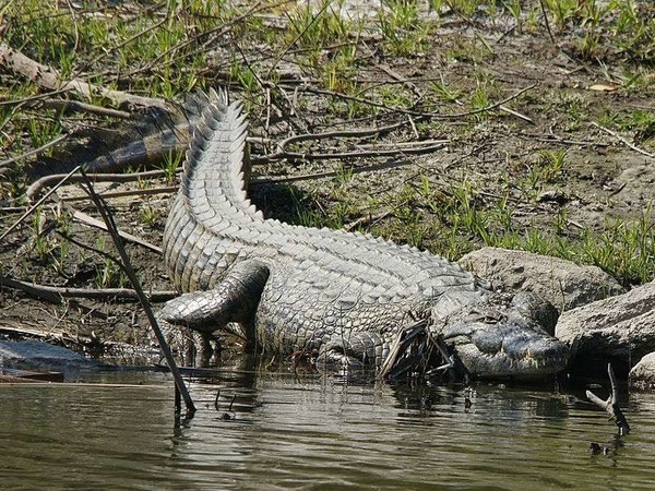 Quelle est la longévité du crocodile du Nil ?