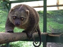 Ce marsupial omnivore vit dans les arbres et s'active pendant la nuit...
