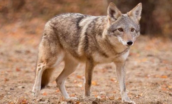 Génétiquement, le plus proche parent du chien est le coyote