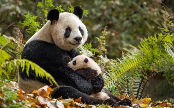 Les pandas ne vivent qu'en Chine.
