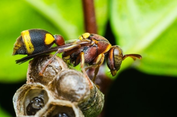 Il ne vient pas d'ici, partant de là il pose de sérieux problèmes aux abeilles européennes !
