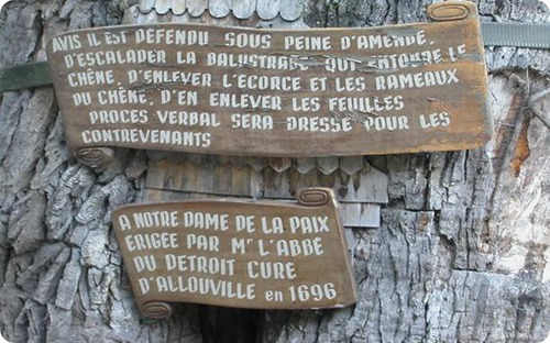 Que trouve-t-on à l'intérieur du chêne d'Allouville-Bellefosse ?