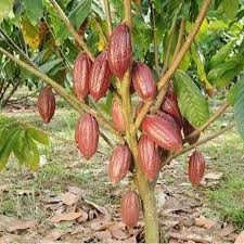 Sur quel arbre pousse la fève qui sert à fabriquer le chocolat ?