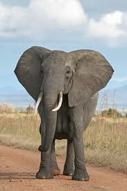 Combien un éléphant vit en moyenne ?
