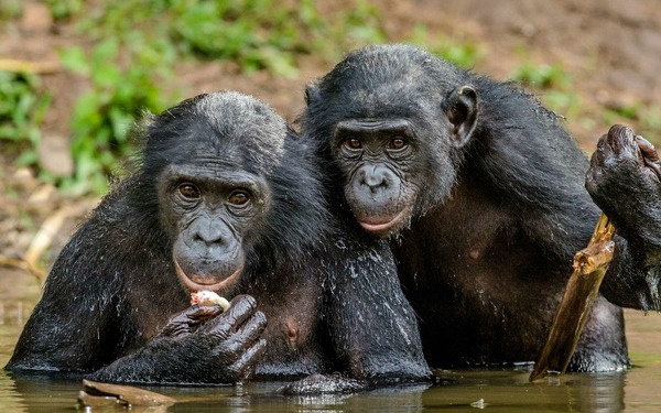 Sur les 6 derniers grands singes qui existent sur Terre, combien sont menacés ?