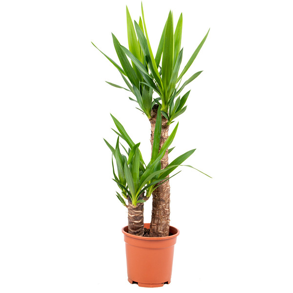 Donnez le nom usuel et le nom botanique de cette plante ?