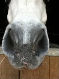 Comment appelle-t-on le nez du cheval ?