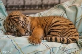 Après combien de temps un bébé tigre reçoit-il de la viande pour la première fois ?